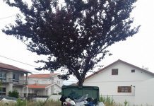 Aveiro: Serviço de recolha de lixo