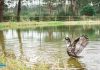 Ovar: Atividade do Dia Mundial do Ambiente no Parque Ambiental do Buçaquinho