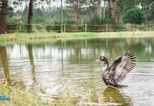 Ovar: Atividade sdo Dia Mundial do Ambiente no Parque Ambiental do Buçaquinho