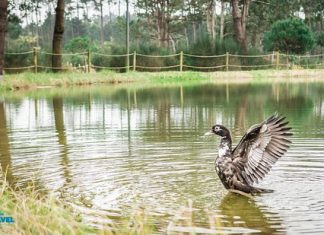 Ovar: Atividade sdo Dia Mundial do Ambiente no Parque Ambiental do Buçaquinho