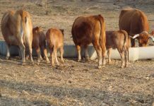 Sever do Vouga: Produção bovina da raça Arouquesa com incentivos locais