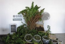 GNR deteve homem que plantava cannabis no quintal