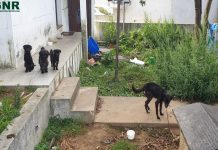 Homem identificado por maus tratos de cães