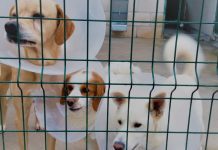 Programa de apoio à esterilização de cães e gatos em S. J. da Madeira ajuda famílias carenciadas