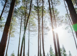 Novo Barómetro de Investimento Florestal 2025