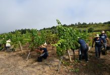 Podcasta com Aleixo Wines