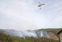 Albergaria-A-Velha: Restabelecimento da floresta abrange 88 hectares