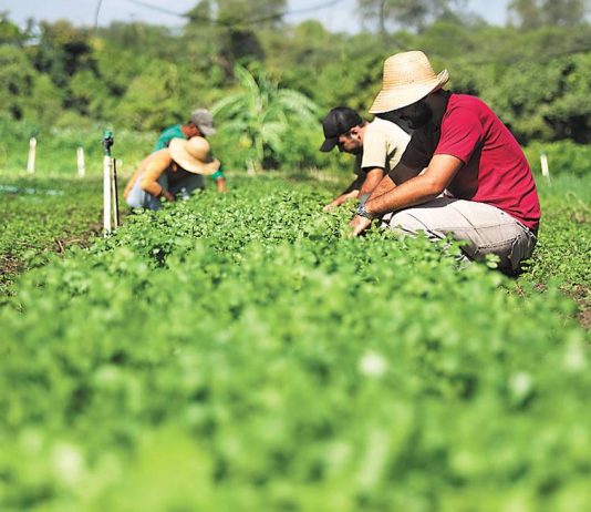 Vida Rural / Podcast: Laboratório Vivo 4.1