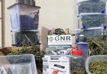 Casal detido com plantação de droga em casa