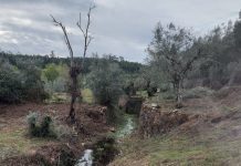 Incêndios florestais: Mealhada procede a limpeza de linhas de água e de caminhos