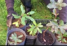 Voluntariado para plantação de árvores
