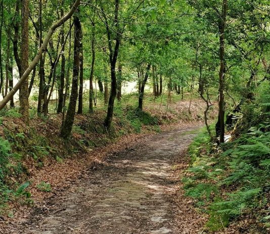 Oliveira de Azeméis organiza circuito de ‘trail running’