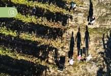 Bairrada acelera vindimas devido à chuva e aposta nos espumantes