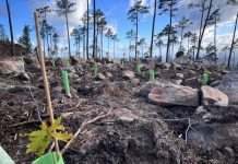 Comunidade de Baldios valoriza e torna Mata do Bussaco mais resiliente a incêndios