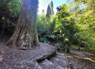 Mata Nacional do Bussaco entra na elite mundial das Florestas Terapêuticas