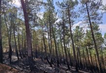 Gestão integrada, sustentável e continuada da paisagem