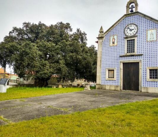 As árvores fora da floresta também contam uma história de sustentabilidade