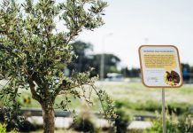 Feira: ‘Polinizar’ boas práticas de proteção à biodiversidade