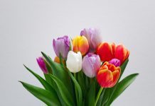 Enviar flores: Um clássico que nunca sai de moda — entenda por quê