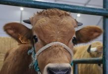 Agrovouga 2025: Reforçado o papel estratégico no setor agroalimentar e equestre