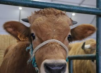 Agrovouga 2025: Reforçado o papel estratégico no setor agroalimentar e equestre