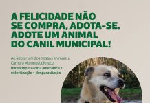 Ovar: Campanha de adoção de animais de companhia