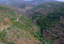 AFBV empenhada em alcançar “gestão florestal mais eficiente e alinhada com os desafios atuais”