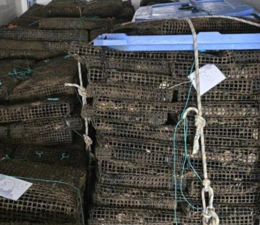 GNR apreendeu uma tonelada de ostras e identificou empresa por falta de documentação