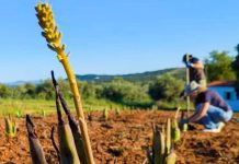 Pagar pelo “invisível”: Agricultura não pode continuar a oferecer serviços ecológicos “de graça”?
