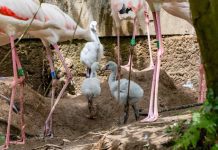 Zoo de Lourosa conta com mais quatro crias de flamingo