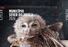 Alerta para atuação em caso de aves juvenis encontradas fora do ninho