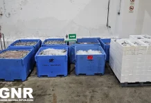 GNR apreendeu mais de duas toneladas de sardinha com tamanho ilegal