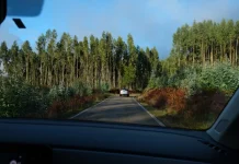 Plantações de eucalipto em áreas afetadas pelos incêndios