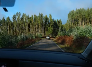 Quercus: Caminhada de protesto contra os incêndios