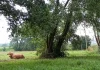 As Cegonhas, as Vacas e a Pateira de Frossos
