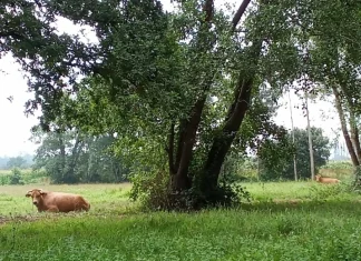 As Cegonhas, as Vacas e a Pateira de Frossos