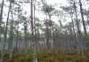 Entre a densa floresta de pinheiro e a areia da costa Atlântica