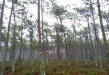 Entre a densa floresta de pinheiro e a areia da costa Atlântica