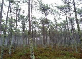 Entre a densa floresta de pinheiro e a areia da costa Atlântica