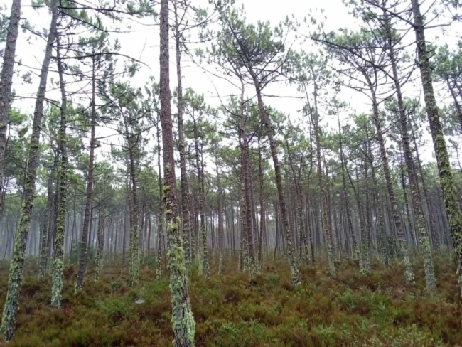 floresta ovar2