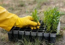 Mais 3 mil árvores plantadas em campanha de adesão aos serviços digitais da AdRA