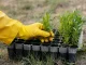 Mais 3 mil árvores plantadas em campanha de adesão aos serviços digitais da AdRA