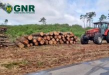 Quatro pessoas identificadas por corte ilegal de madeira na zona florestal de Ovar