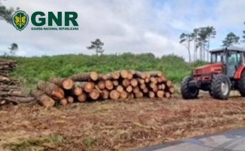 Quatro pessoas identificadas por corte ilegal de madeira na zona florestal de Ovar